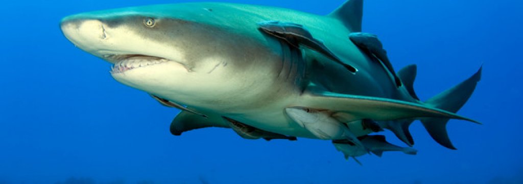 Lemonshark1_AlbertKok