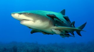 Lemonshark1_AlbertKok