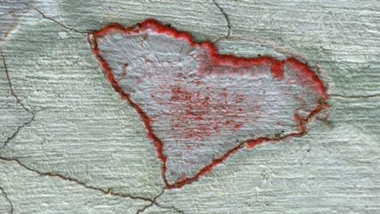 Лишей във формата на сърце в Audubon Corkscrew Swamp Sanctuary, Флорида