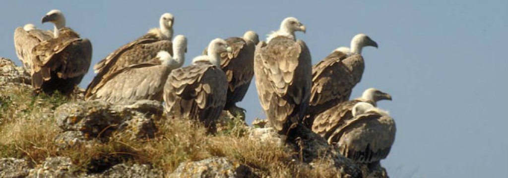 GypsFulvus