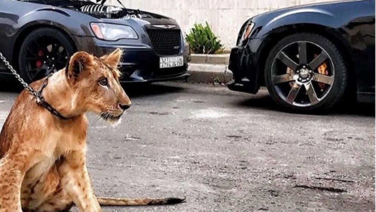 С богатството идват и нестандартните домашни любимци