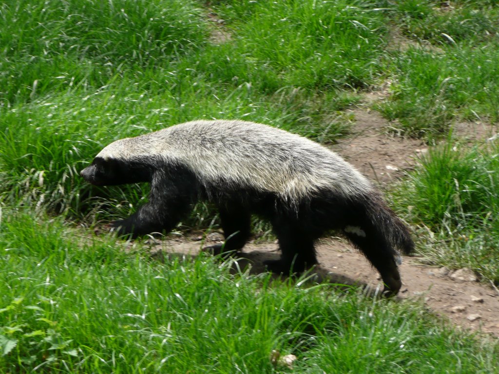 Mellivora_capensis_in_Howletts_Wild_Animal_Park