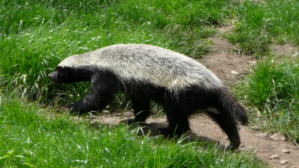 Mellivora_capensis_in_Howletts_Wild_Animal_Park