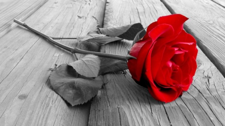 Помирисвал ли си българска роза