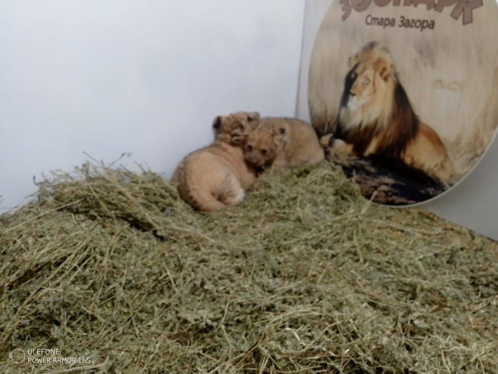В Стара Загора се родиха три лъвчета (снимки) 🦁🦁🦁