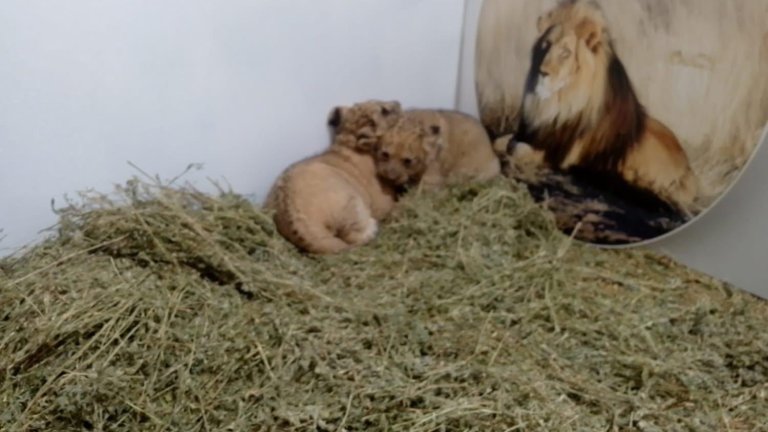 В Стара Загора се родиха три лъвчета (снимки) 🦁🦁🦁
