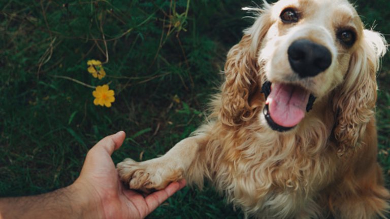 Американският кокер шпаниол е уравновесено и дружелюбно куче, което спокойно можете да гледате вкъщи