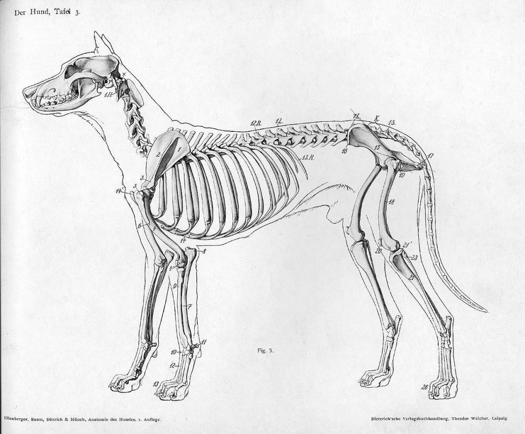 1240px-Dog_anatomy_lateral_skeleton_view
