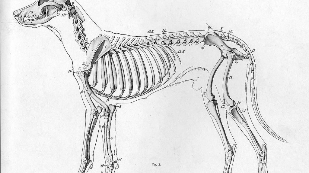 1240px-Dog_anatomy_lateral_skeleton_view