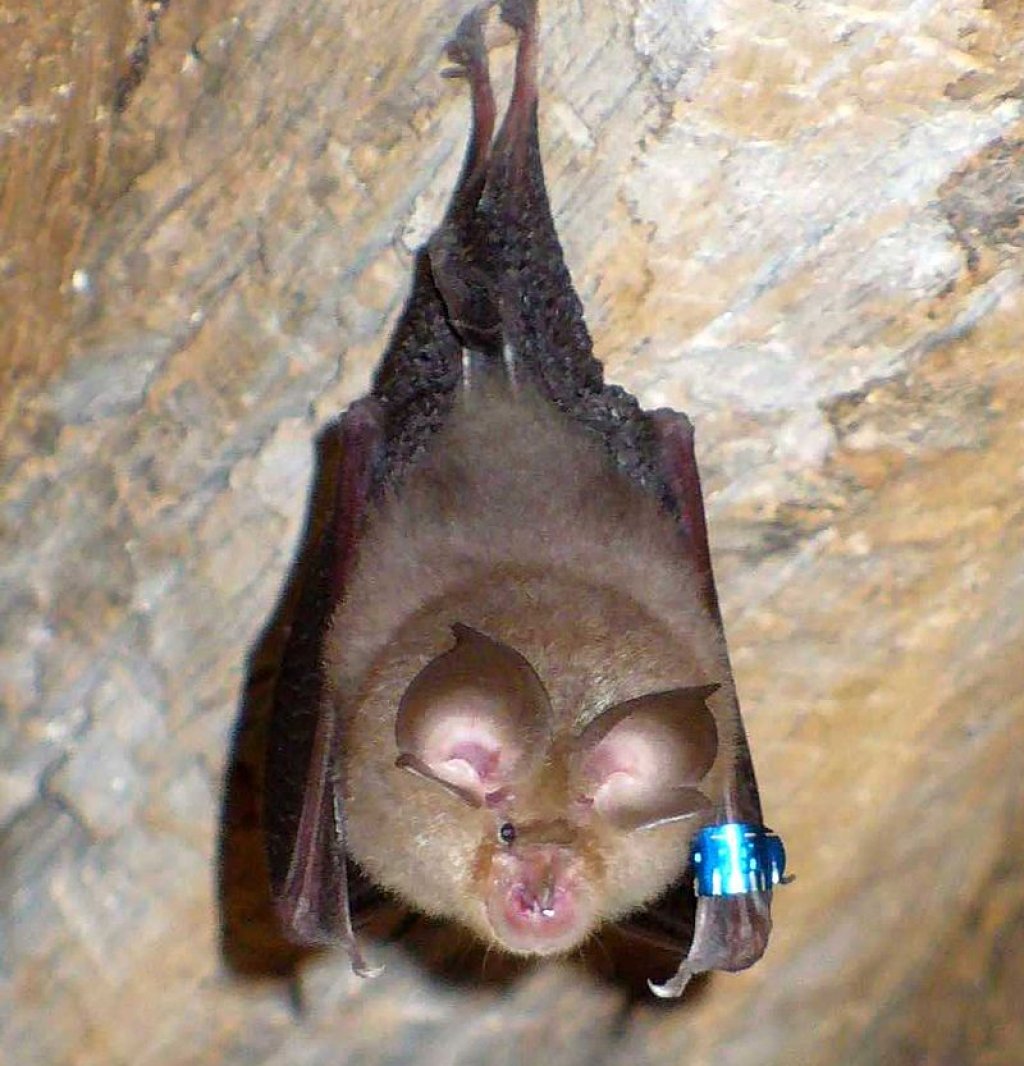 800px-Bat(20070605)