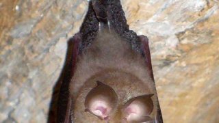 800px-Bat(20070605)