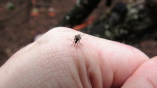 Борбата с вредителите е като в шекспирова дилема