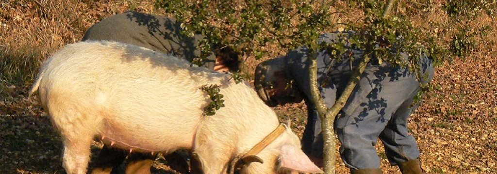 Cochon_truffier