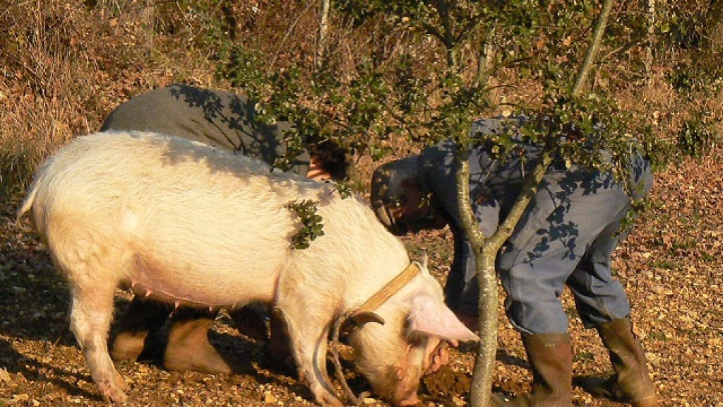Cochon_truffier