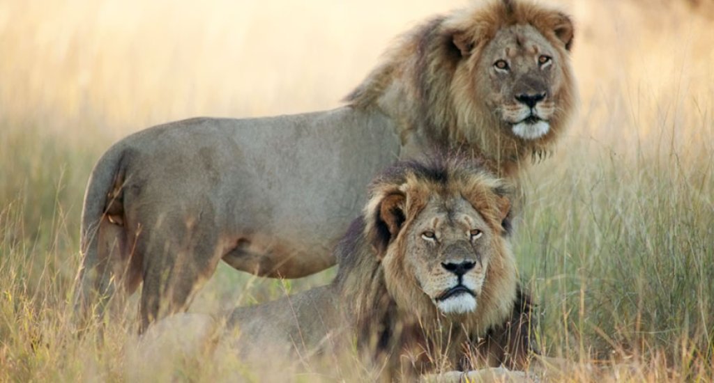 cecil-lion-illegal-hunting-internet-backlash-walter-palmer-zimbabwe-11