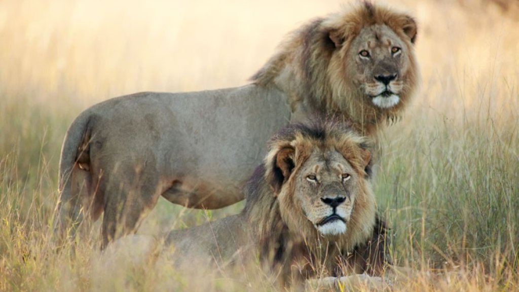cecil-lion-illegal-hunting-internet-backlash-walter-palmer-zimbabwe-11