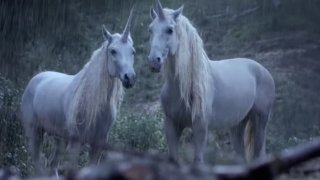 unicorn