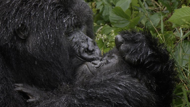 Най-смешните снимки на животни за 2025 г.