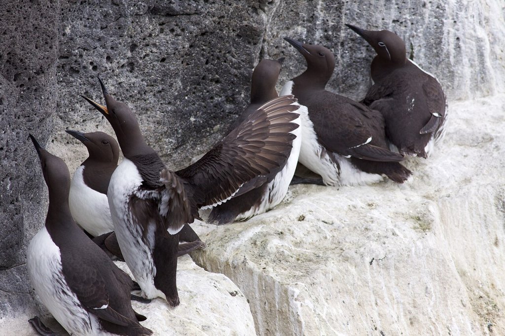 Common_Guillemots_Reykjanes_Iceland