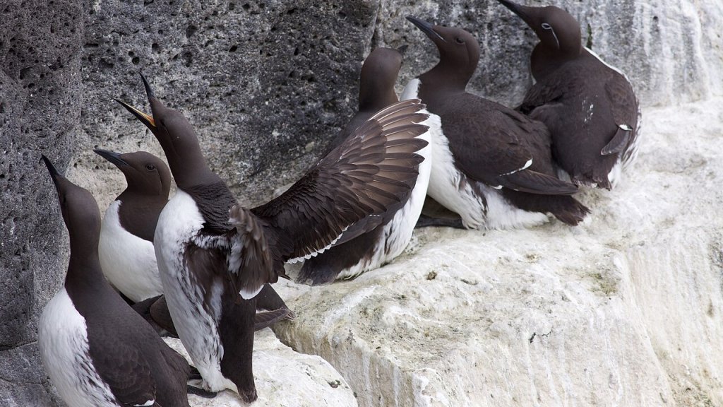 Common_Guillemots_Reykjanes_Iceland