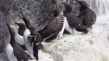 Common_Guillemots_Reykjanes_Iceland
