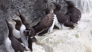 Common_Guillemots_Reykjanes_Iceland