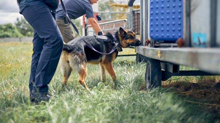 Немска овчарка
Една от най-често срещаните породи, когато става дума за полицейски кучета, водачи за хора с нарушено зрение или пък пазачи. 
Немските овчарки са изключително лоялни и са сред най-лесните за обучение породи – независимо дали се отглеждат с работни цели или просто като семейни любимци. Заради силния им инстинкт да пазят е важно да бъдат тренирани от малки да не реагират на заплахи, които реално не съществуват.