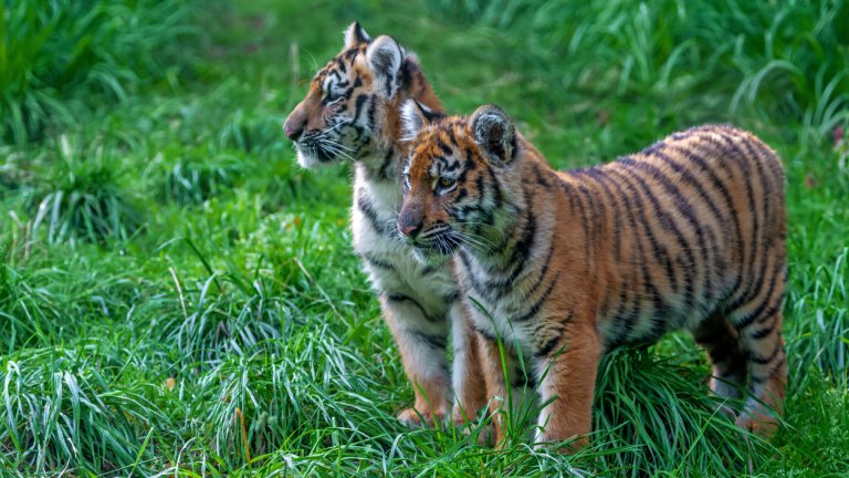 В Казахстан има два тигъра, отглеждани в плен.