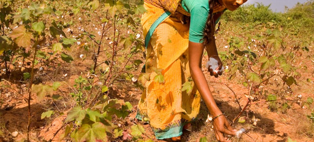 Cotton_picking_in_India
