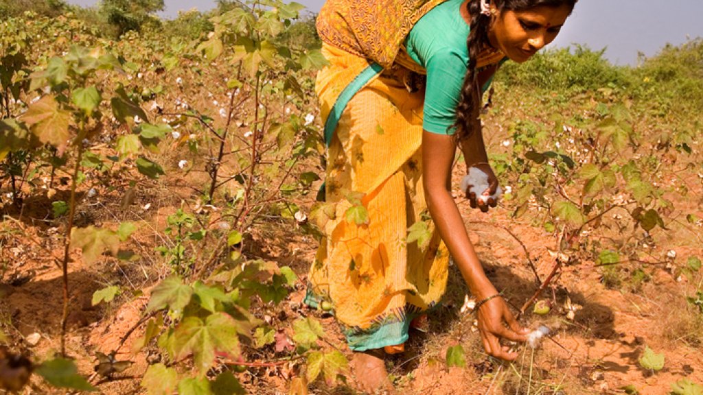 Cotton_picking_in_India