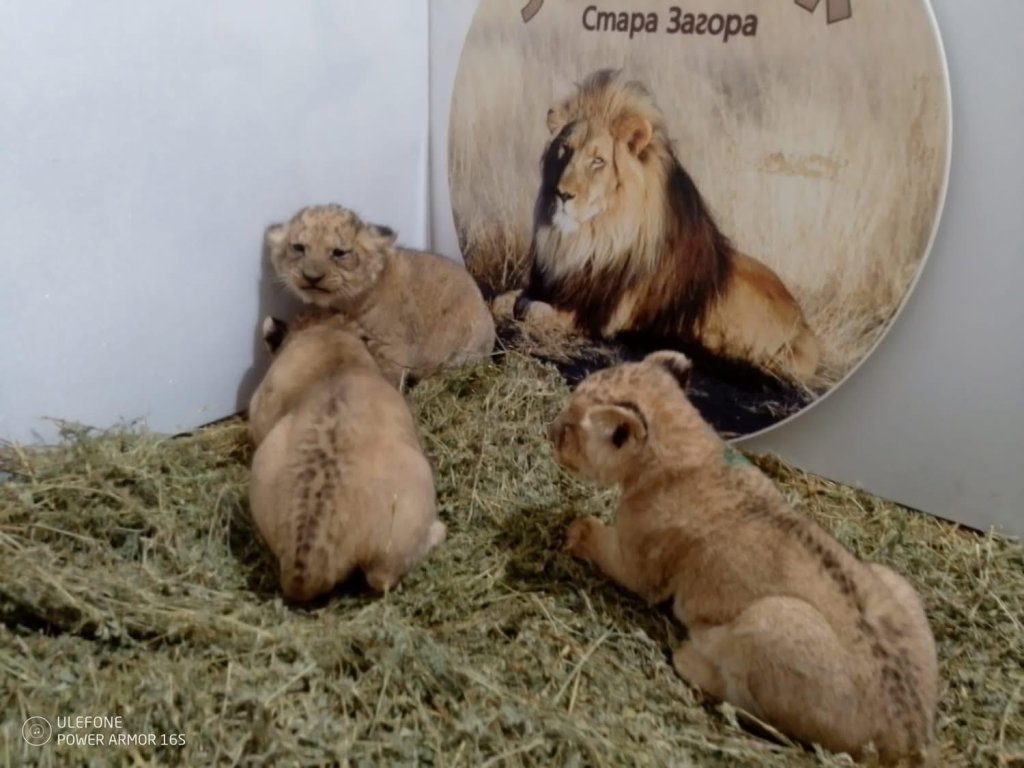 Лъвчетата са две мъжки и едно женско