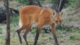Гривестият вълк живее в саваната на Южна Америка