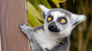lemur-ring-tailed-lemur-primate-mammal