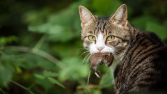 Едно е сигурно - не е защото искат да се отблагодарят на грижите