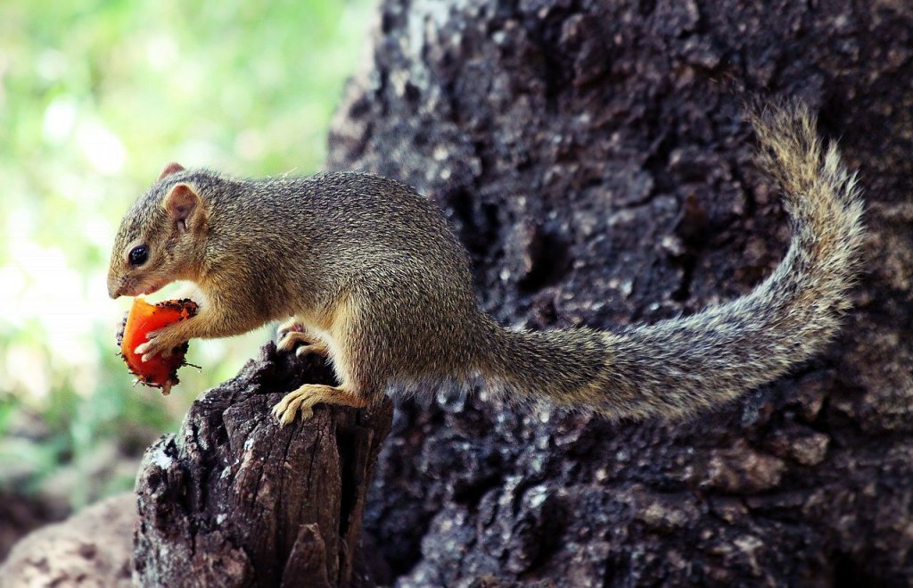 Squirrel,_Manyara_National_Park,_Tanzania_(2010)