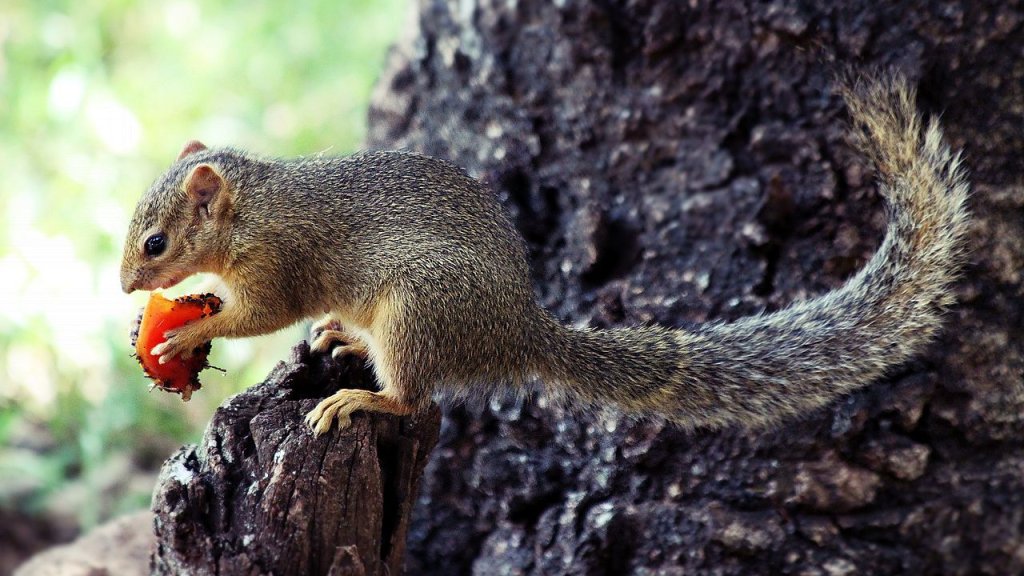 Squirrel,_Manyara_National_Park,_Tanzania_(2010)