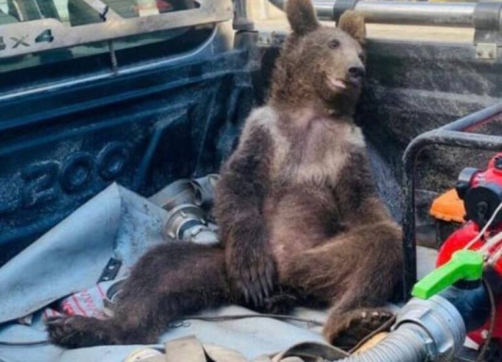 balkiz-high-bear-768x738
