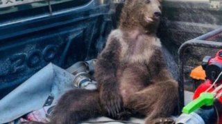 balkiz-high-bear-768x738