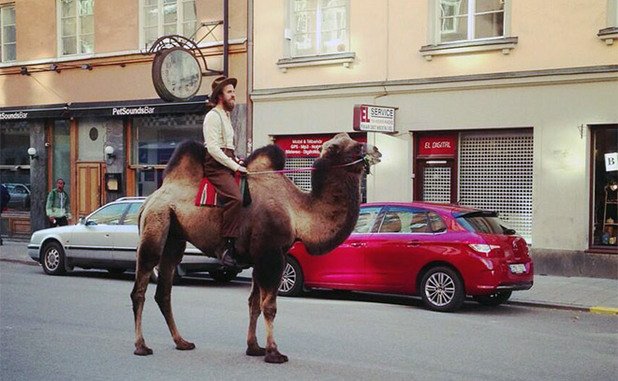 Някои радикални хипстъри се возят на камили. Обяснението: в някои квартали на големите мегаполиси, камилата е възпримана за свещено животно