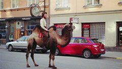 Някои радикални хипстъри се возят на камили. Обяснението: в някои квартали на големите мегаполиси, камилата е възпримана за свещено животно