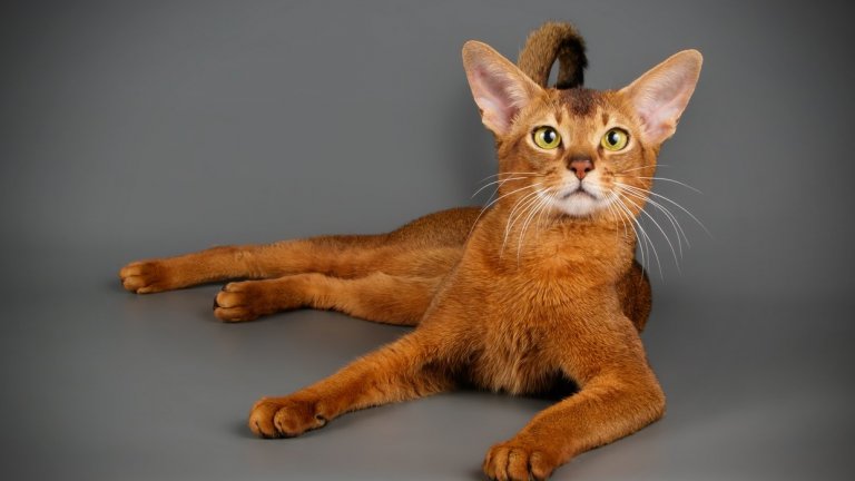 Истинска радост за стопаните си