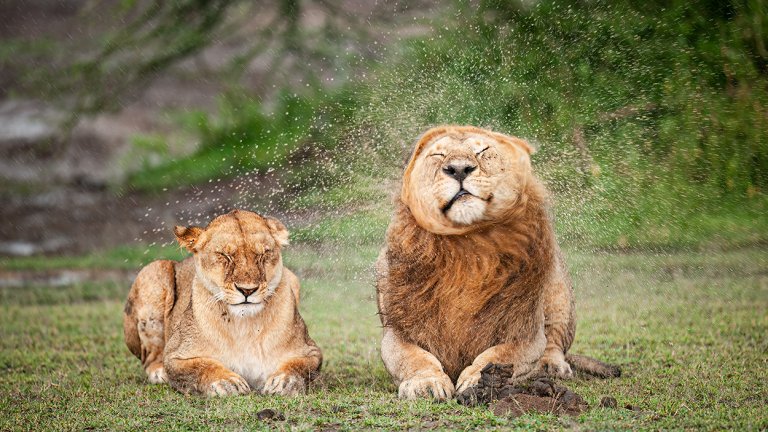 Най-смешните снимки на животни за 2025 г.