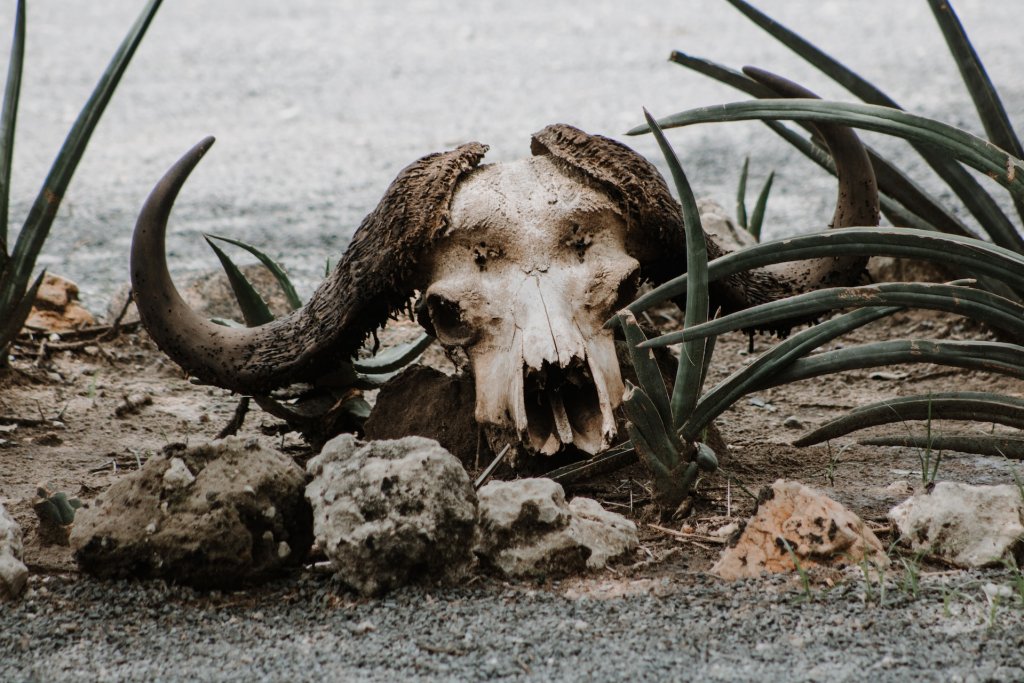 upesh-manoush-QLD_c0u-mq0-unsplash