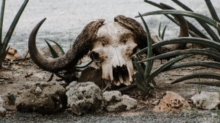 upesh-manoush-QLD_c0u-mq0-unsplash