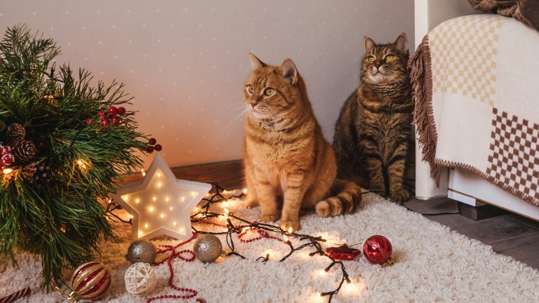 "Догодина ще пропусна елхата"...