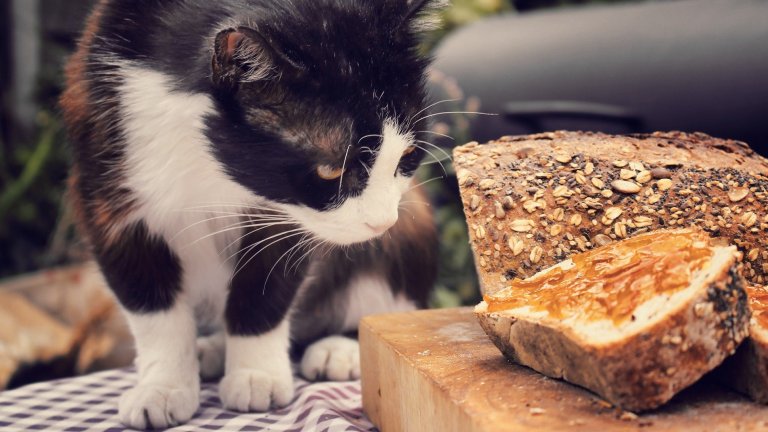 Пълнозърнест хлябКазваш си, че това е по-добра алтернатива на белия хляб и си хапваш спокойно. Само че пълнозърнестият хляб често мами купувачите с гръмки реплики, а в реалността е също толкова калоричен и без особено здравословни ползи. Филийка-две са по-добре от бял хляб, но не и повече.