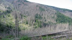 Спасяват горите на Витоша със залесяване и с капани срещу корояда