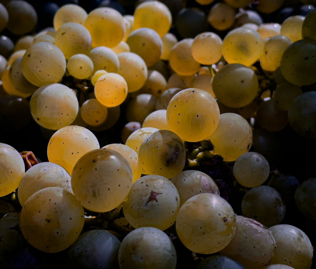 bernd-dittrich-5LL49jG9bY0-unsplash