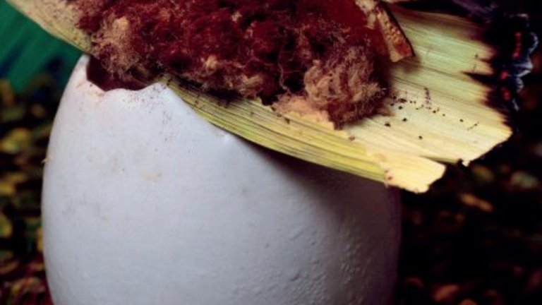 Любов, телевизия, храна