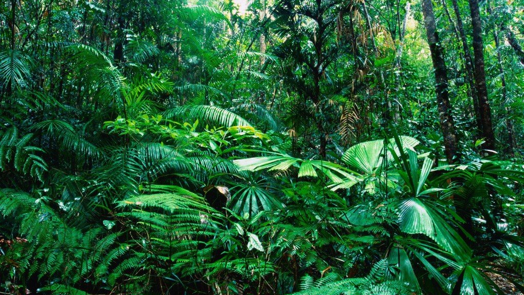 Tropicheska-gora-1024x768